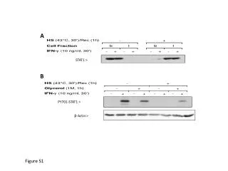 STAT1 &gt;