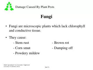 Fungi