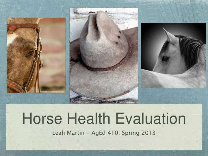 horse health evaluation