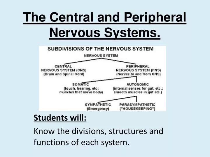 the central and peripheral nervous systems