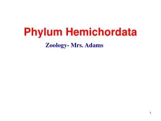 phylum hemichordata