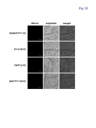 Fig. S1