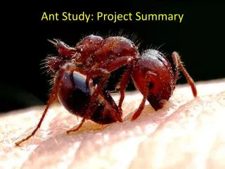 Ant Study: Project Summary