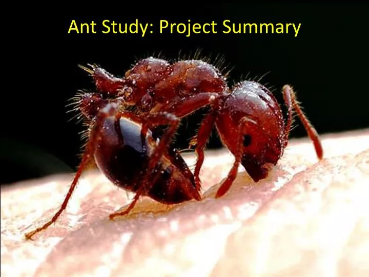 ant study project summary