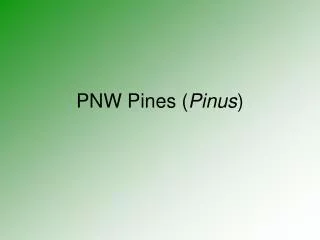 PNW Pines ( Pinus )