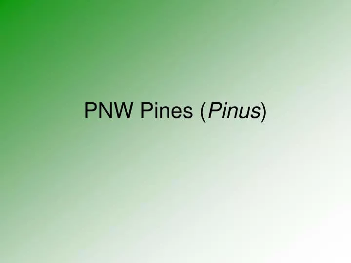 pnw pines pinus