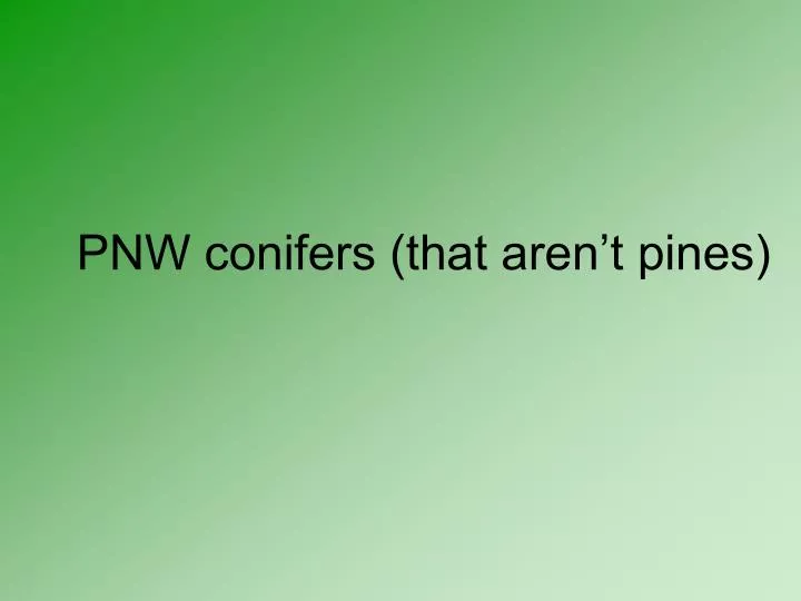 pnw conifers that aren t pines