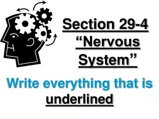 section 29 4 nervous system