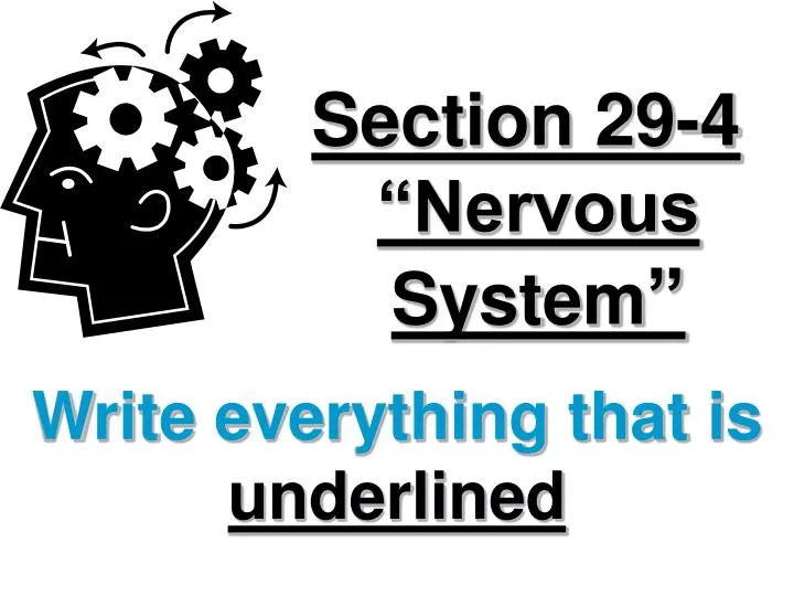 section 29 4 nervous system