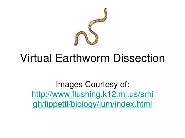 virtual earthworm dissection