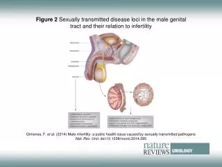 Figure 2 Sexually transmitted disease loci in the male genital