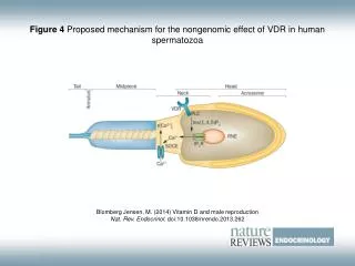 Figure 4 Proposed mechanism for the nongenomic effect of VDR in human spermatozoa