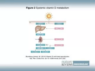 Figure 2 Systemic vitamin D metabolism