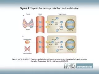Figure 2 Thyroid hormone production and metabolism