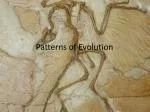 Evolutionary Patterns: From Natural Selection to Vestigial Structures - slide 1