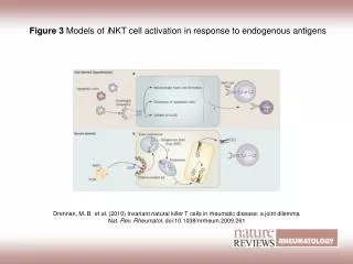 Figure 3 Models of i NKT cell activation in response to endogenous antigens