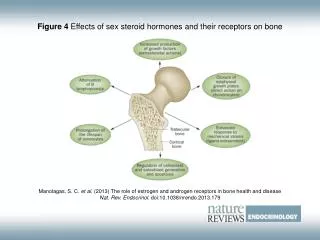 Figure 4 Effects of sex steroid hormones and their receptors on bone