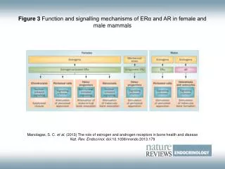 Figure 3 Function and signalling mechanisms of ER? and AR in female and male mammals