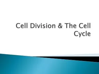 Cell Division &amp; The Cell Cycle