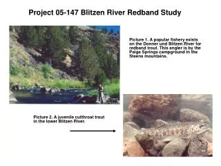 Project 05-147 Blitzen River Redband Study