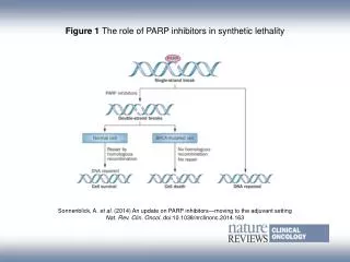 Figure 1 The role of PARP inhibitors in synthetic lethality