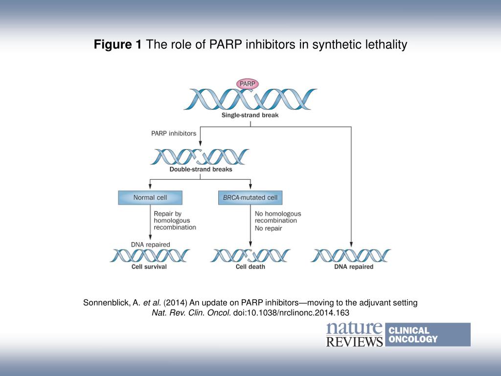 PPT - Figure 1 The role of PARP inhibitors in synthetic lethality ...
