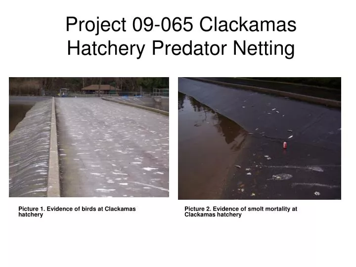 project 09 065 clackamas hatchery predator netting