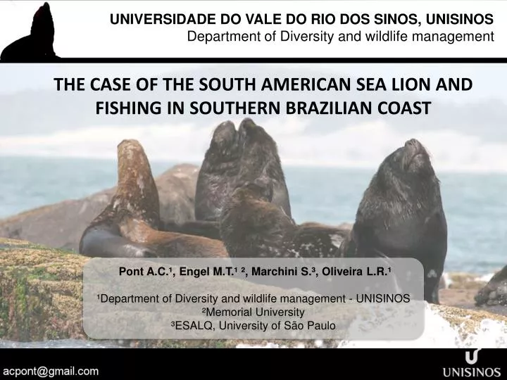 the case of the south american sea lion and fishing in southern brazilian coast