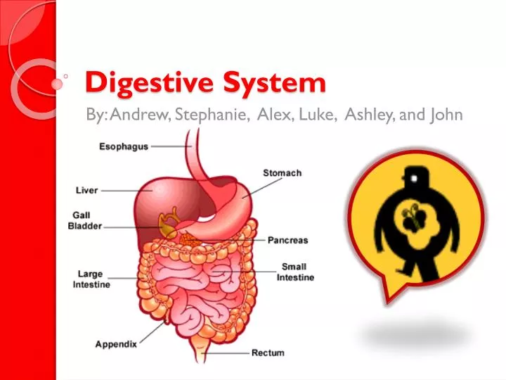 digestive system