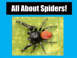 All About Spiders!