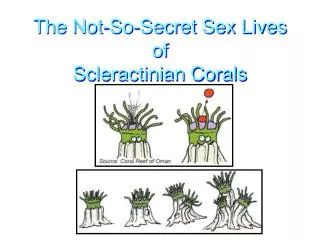 The Not-So-Secret Sex Lives of Scleractinian Corals