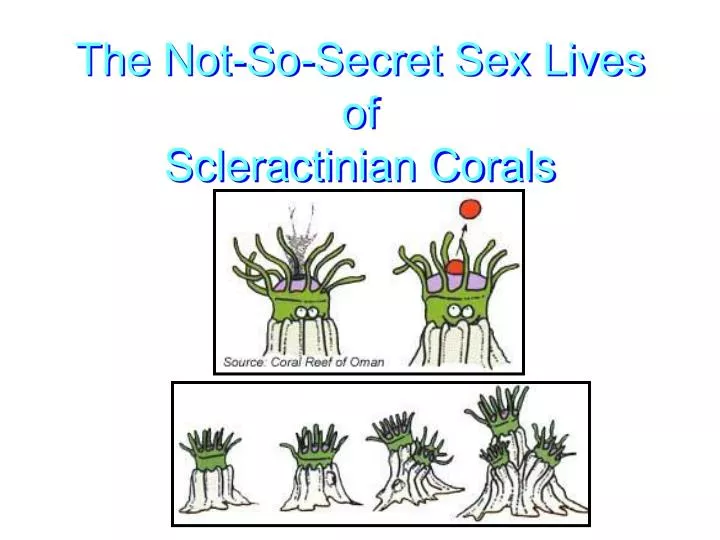 the not so secret sex lives of scleractinian corals