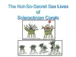 The Not-So-Secret Sex Lives of Scleractinian Corals