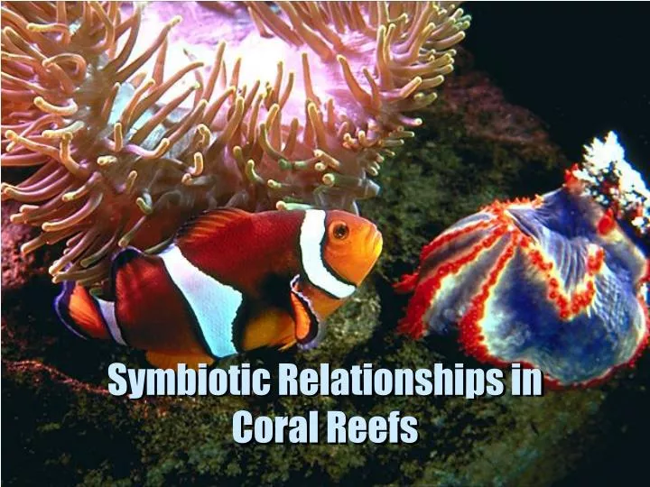 symbiotic relationships in coral reefs