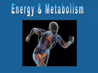 Energy &amp; Metabolism