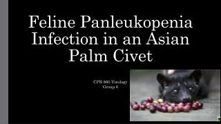 Feline Panleukopenia Infection in an Asian Palm Civet