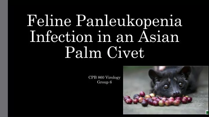 feline panleukopenia infection in an asian palm civet