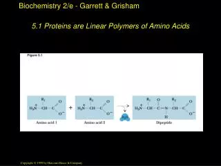 5.1 Proteins are Linear Polymers of Amino Acids