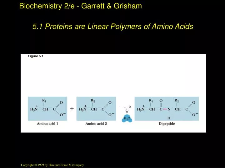 5 1 proteins are linear polymers of amino acids