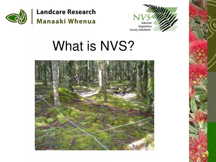 what is nvs