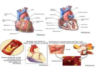 Causes