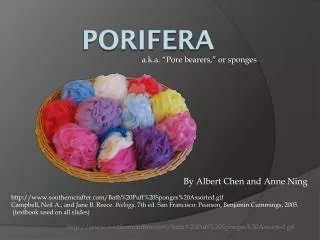 Porifera