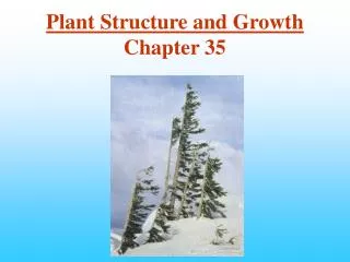Plant Structure and Growth Chapter 35