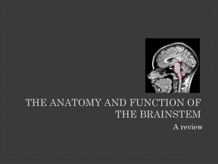 the anatomy and function of the brainstem