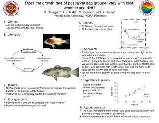 Does the growth rate of postlarval gag grouper vary with local weather and diet?
