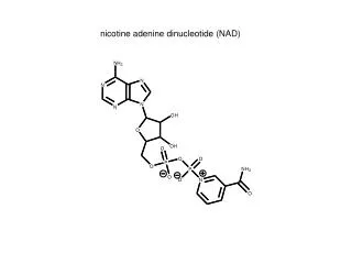 nicotine adenine dinucleotide (NAD)