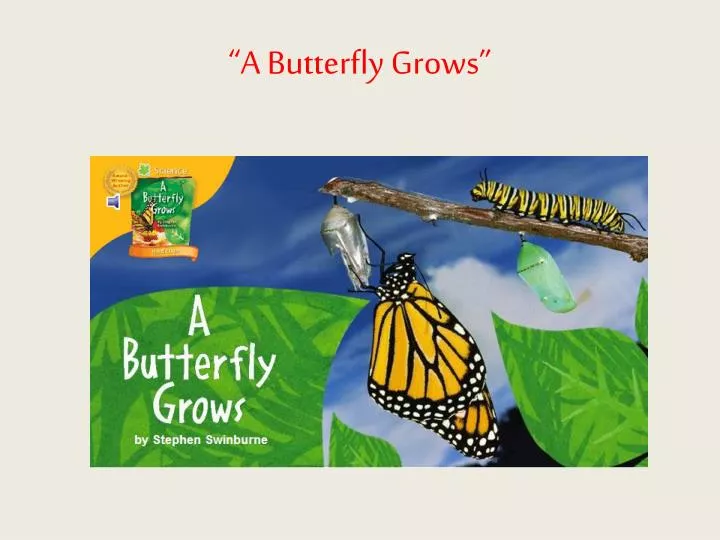 a butterfly grows