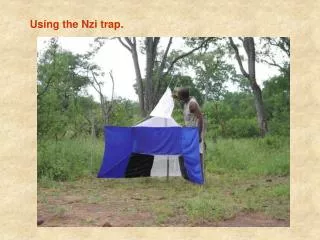 Using the Nzi trap.