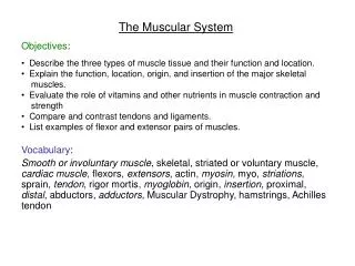 The Muscular System Objectives :