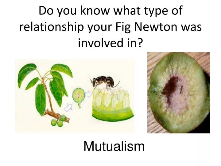 do you know what type of relationship your fig newton was involved in